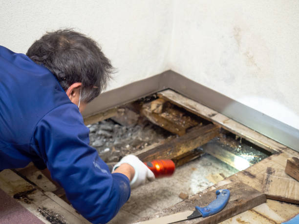Best Mold Damage Repair  in Luxemburg, WI