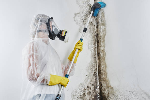 Best Professional Mold Removal  in Luxemburg, WI