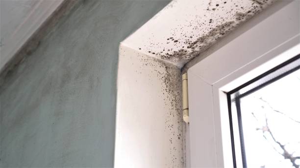 Home Mold Removal in Luxemburg, WI
