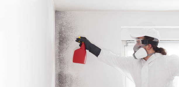 Best Best Mold Removal Companies  in Luxemburg, WI