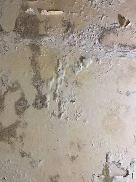 Best Attic Mold Removal  in Luxemburg, WI